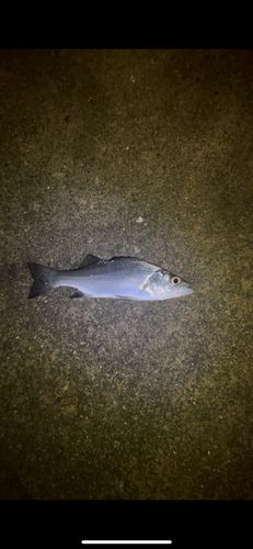 セイゴ（ヒラスズキ）の釣果