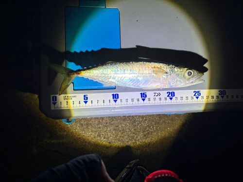 サバの釣果