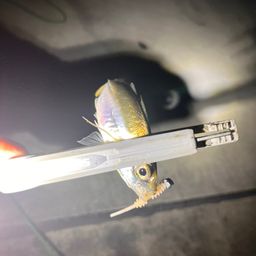 アジ
