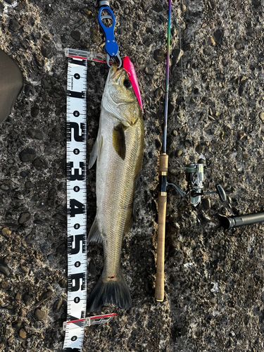 シーバスの釣果