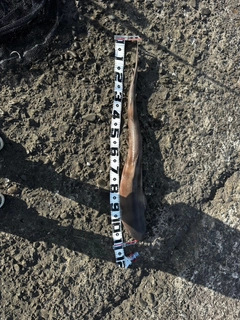 ドチザメの釣果