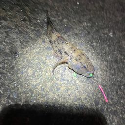ウロハゼ