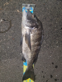 チヌの釣果