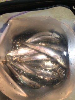 マイワシの釣果
