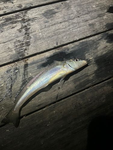 片瀬漁港