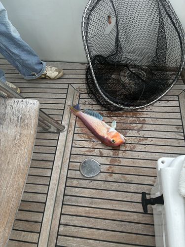 土佐湾