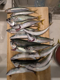 サバの釣果