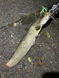 ナマズの釣果