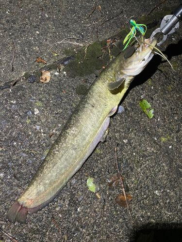 ナマズの釣果