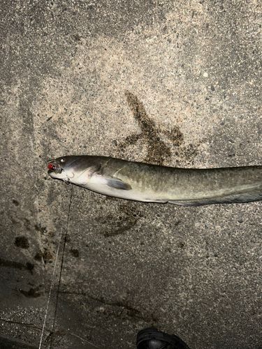 ナマズの釣果