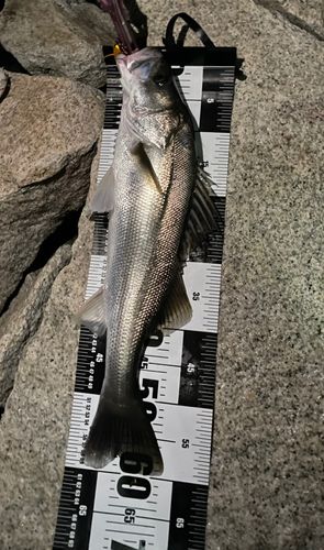 スズキの釣果