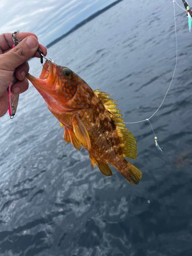 キジハタの釣果