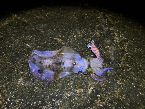 アオリイカの釣果