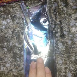 タチウオ