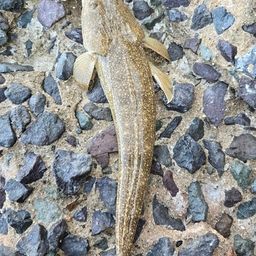 マゴチ
