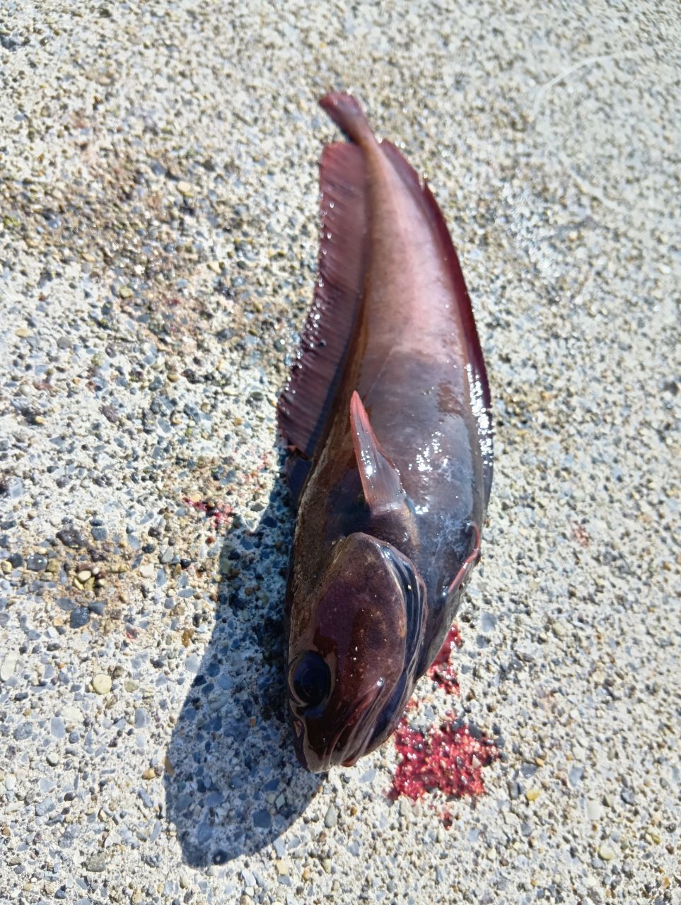 サバ