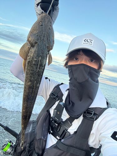 マゴチの釣果