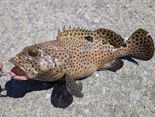 シロブチハタの釣果