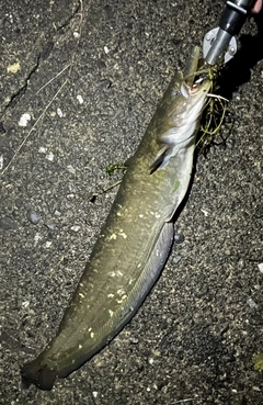 ナマズの釣果