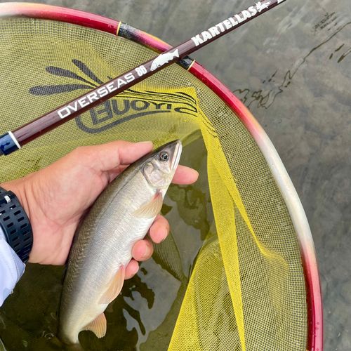 アユの釣果
