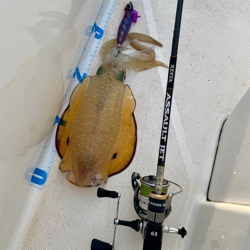 アオリイカの釣果