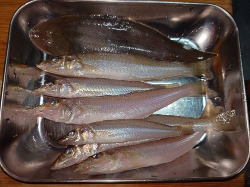 キスの釣果