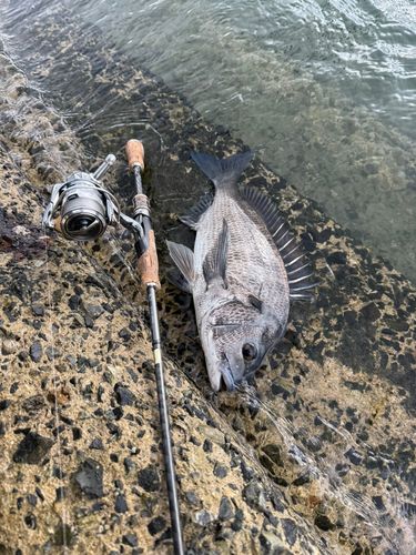 チヌの釣果