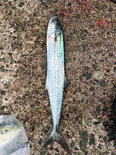 サゴシの釣果
