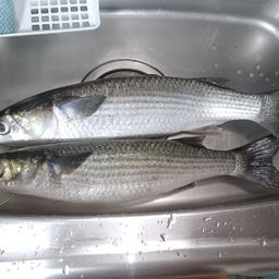ボラ