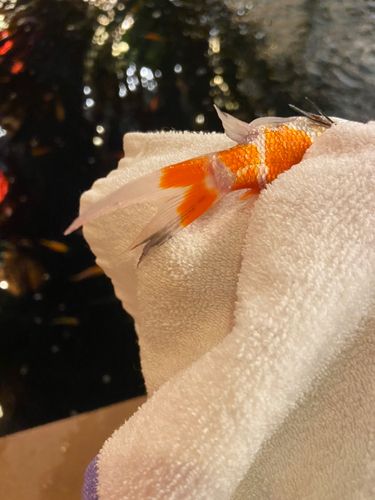 キンギョの釣果