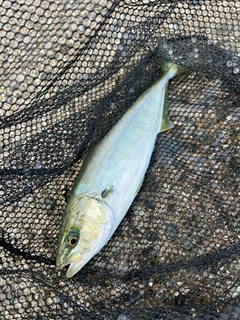 ツバスの釣果