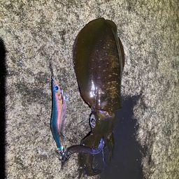 アオリイカ