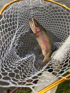 ニジマスの釣果
