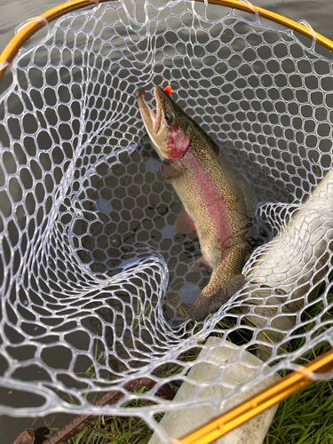 ニジマスの釣果