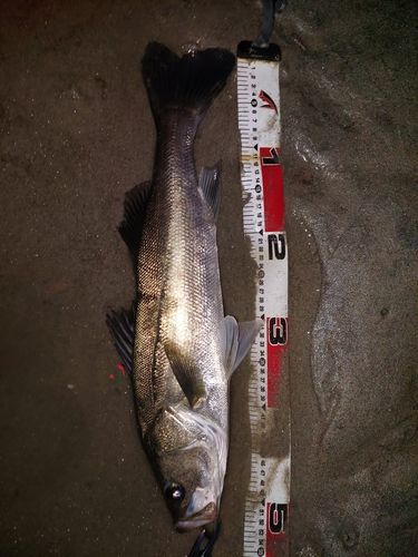セイゴ（マルスズキ）の釣果