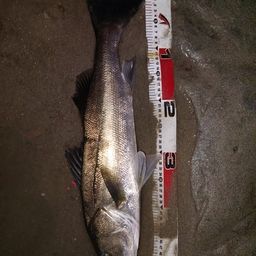 セイゴ（マルスズキ）