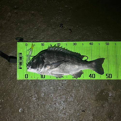 チヌの釣果