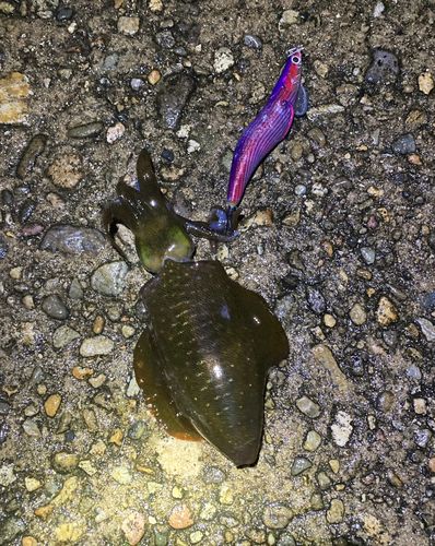 アオリイカの釣果