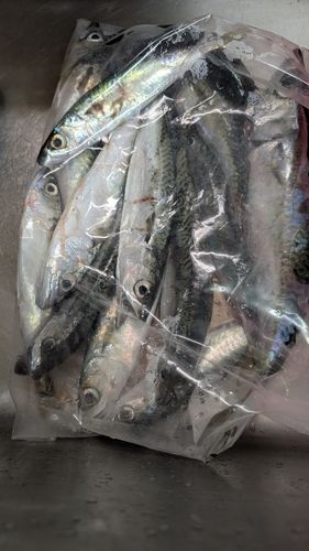 釜石湾