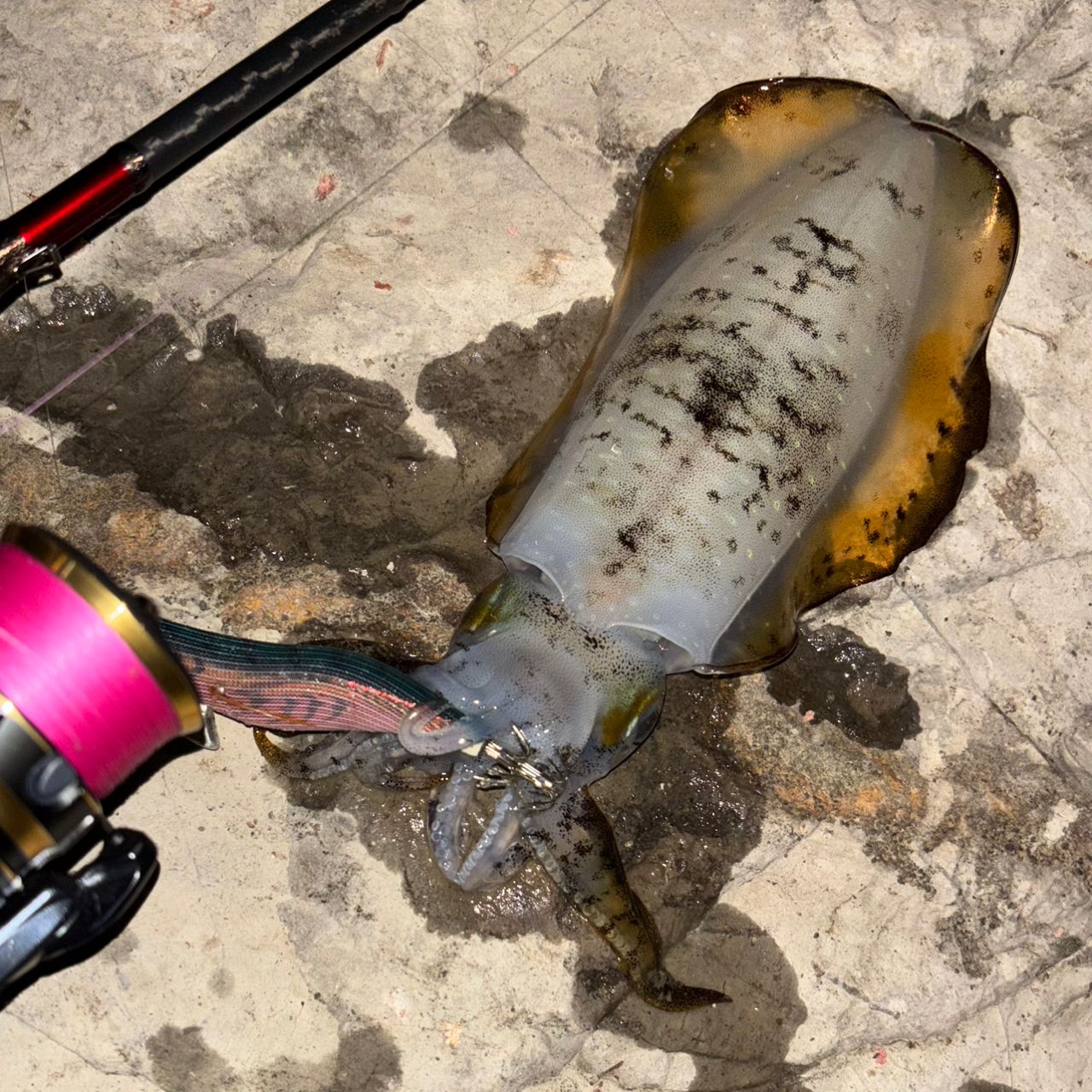 21 セフィア XR S79ML シマノ 【取り寄せ商品】シマノ 21 セフィア XR S79ML (エギング