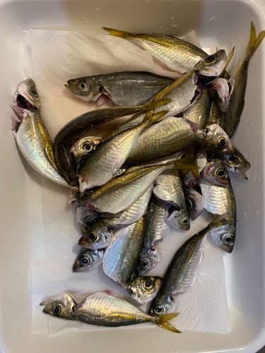 釣果