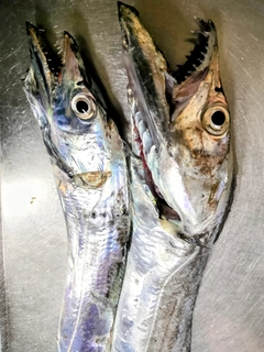 タチウオの釣果