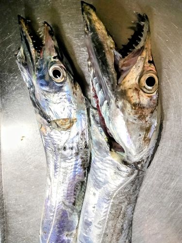 博多湾