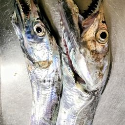 タチウオ