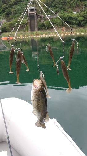 ブラックバスの釣果