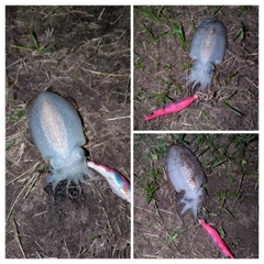 シリヤケイカの釣果