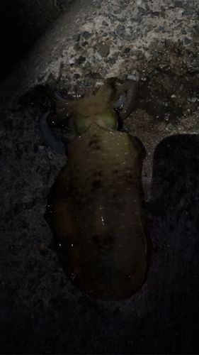 仙崎人工島