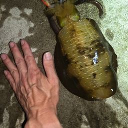 アオリイカ