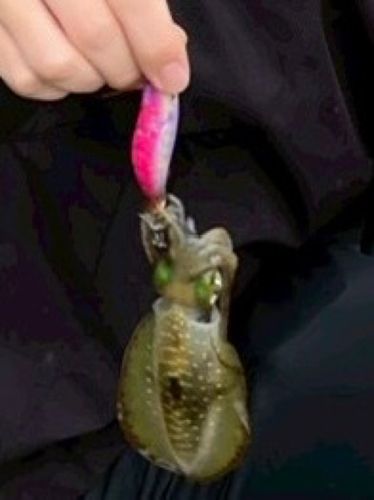 舞鶴湾
