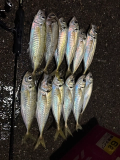 アジの釣果